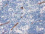 AQP1 Antibody in Immunohistochemistry (Paraffin) (IHC (P))