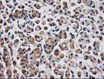 AQP1 Antibody in Immunohistochemistry (Paraffin) (IHC (P))