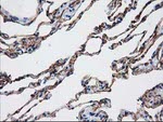 AQP1 Antibody in Immunohistochemistry (Paraffin) (IHC (P))