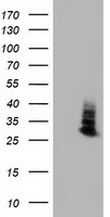 AQP1 Antibody in Western Blot (WB)