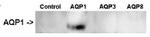 AQP1 Antibody in Western Blot (WB)