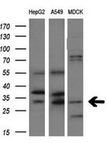 AQP1 Antibody in Western Blot (WB)