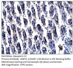 Aquaporin 11 Antibody in Immunohistochemistry (IHC)