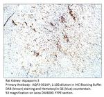 Aquaporin 3 Antibody in Immunohistochemistry (IHC)