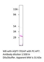 Aquaporin 7 Antibody in Western Blot (WB)