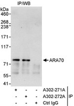 ARA70 Antibody in Immunoprecipitation (IP)