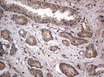 ARAF Antibody in Immunohistochemistry (Paraffin) (IHC (P))