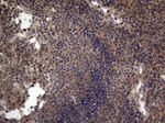 ARAF Antibody in Immunohistochemistry (Paraffin) (IHC (P))