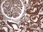 ARAF Antibody in Immunohistochemistry (Paraffin) (IHC (P))