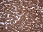 ARAF Antibody in Immunohistochemistry (Paraffin) (IHC (P))