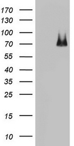 ARAF Antibody in Western Blot (WB)