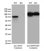 ARAF Antibody in Western Blot (WB)