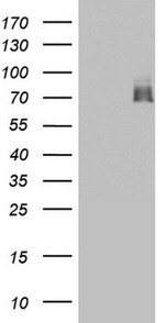 ARAF Antibody in Western Blot (WB)