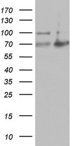 ARAF Antibody in Western Blot (WB)