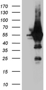 ARC Antibody in Western Blot (WB)