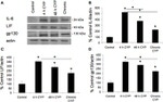 IL-6 Antibody in Western Blot (WB)