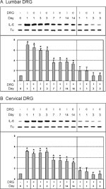 IL-6 Antibody in Western Blot (WB)