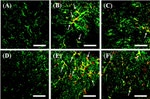 TNF alpha Antibody in Immunohistochemistry (Frozen) (IHC (F))