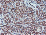 ARCN1 Antibody in Immunohistochemistry (Paraffin) (IHC (P))