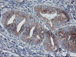 ARCN1 Antibody in Immunohistochemistry (Paraffin) (IHC (P))