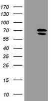 ARCN1 Antibody in Western Blot (WB)