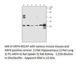 ARF4 Antibody in Western Blot (WB)