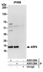 ARF6/ADP Ribosylation Factor 6 Antibody in Western Blot (WB)