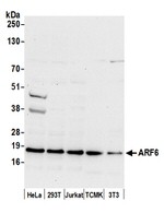 ARF6/ADP Ribosylation Factor 6 Antibody in Western Blot (WB)