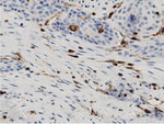 ARHGAP25 Antibody in Immunohistochemistry (Paraffin) (IHC (P))