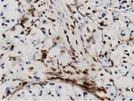 ARHGAP25 Antibody in Immunohistochemistry (Paraffin) (IHC (P))