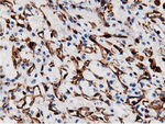 ARHGAP25 Antibody in Immunohistochemistry (Paraffin) (IHC (P))