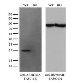 ARHGDIA Antibody in Western Blot (WB)