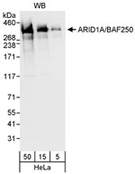 ARID1A/BAF250 Antibody in Western Blot (WB)