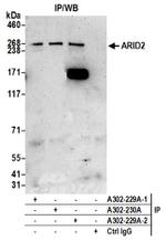 ARID2 Antibody in Western Blot (WB)