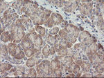 ARL2BP Antibody in Immunohistochemistry (Paraffin) (IHC (P))