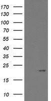 ARL2BP Antibody in Western Blot (WB)