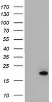 ARL2BP Antibody in Western Blot (WB)