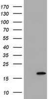 ARL2BP Antibody in Western Blot (WB)