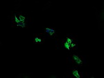 ARMC1 Antibody in Immunocytochemistry (ICC/IF)