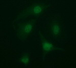 ARMC1 Antibody in Immunocytochemistry (ICC/IF)