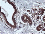 ARMC1 Antibody in Immunohistochemistry (Paraffin) (IHC (P))