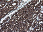 ARMC1 Antibody in Immunohistochemistry (Paraffin) (IHC (P))