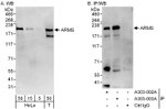 ARMS Antibody in Western Blot (WB)