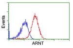 ARNT Antibody in Flow Cytometry (Flow)