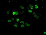 ARNT Antibody in Immunocytochemistry (ICC/IF)