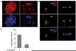 ARNT Antibody in Immunocytochemistry (ICC/IF)