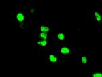 ARNT Antibody in Immunocytochemistry (ICC/IF)