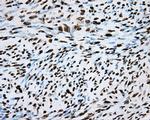 ARNT Antibody in Immunohistochemistry (Paraffin) (IHC (P))