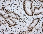 ARNT Antibody in Immunohistochemistry (Paraffin) (IHC (P))