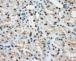 ARNT Antibody in Immunohistochemistry (Paraffin) (IHC (P))